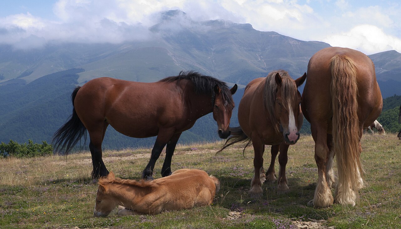 Burguete horse