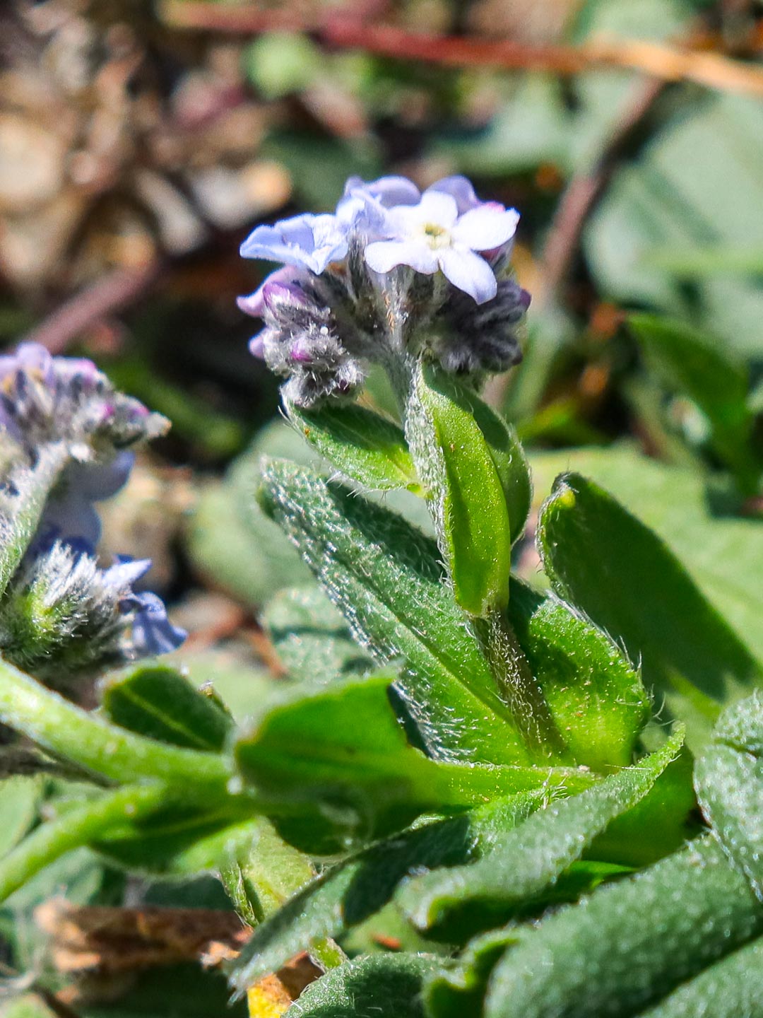 Myosotis corsicana