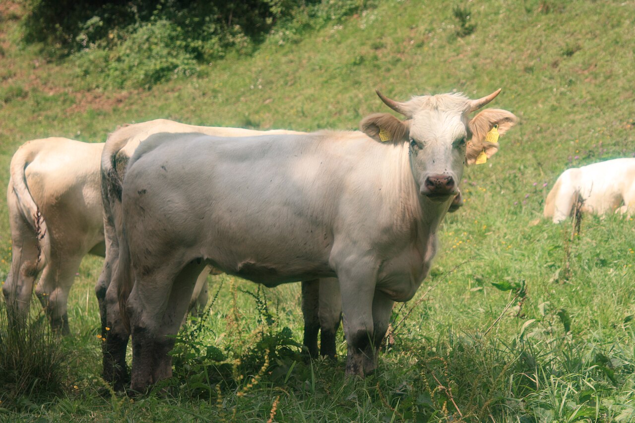 Carinthian Blondvieh