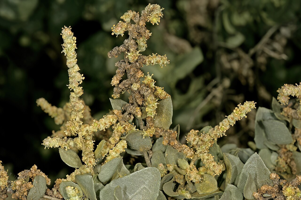 Atriplex nummularia