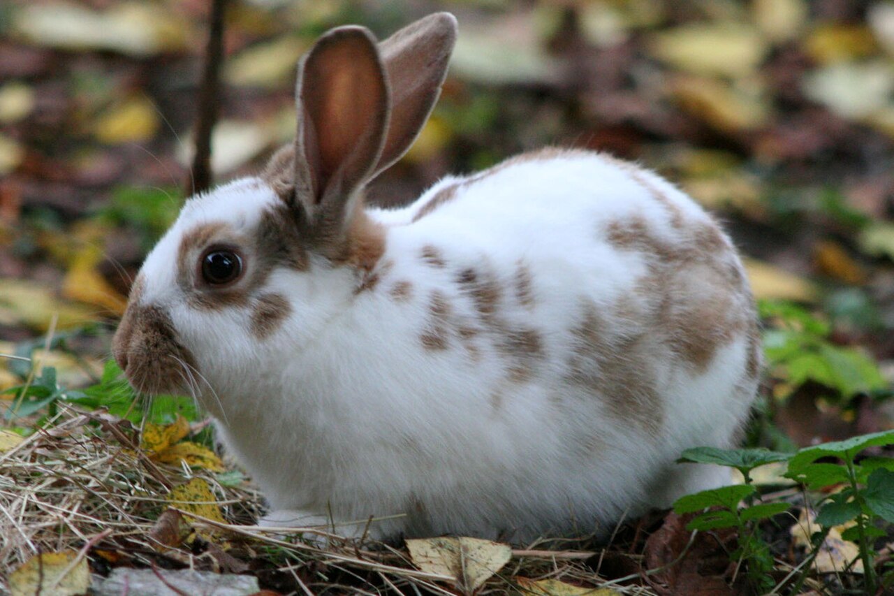 Rabbit