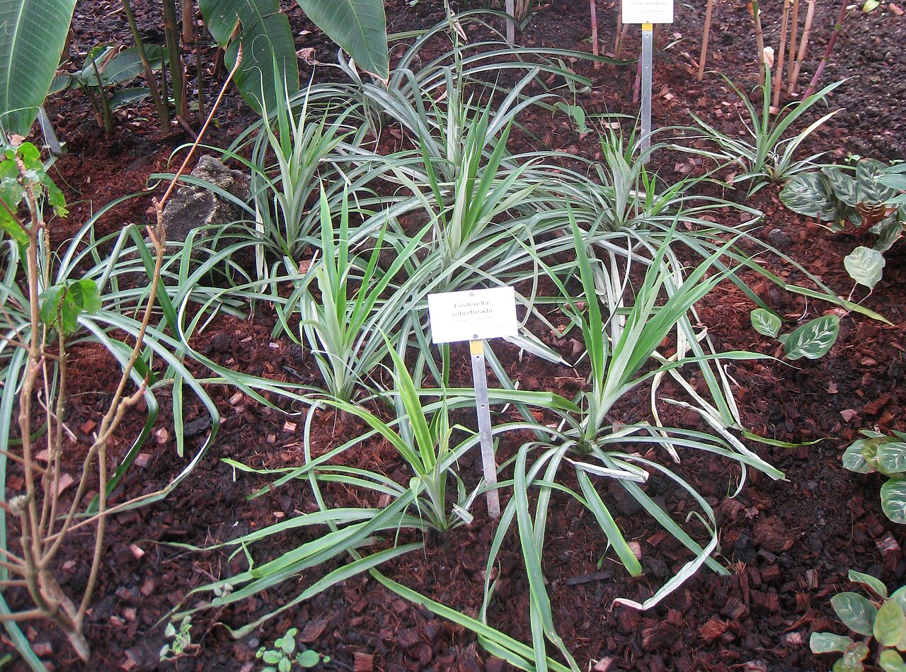 Fosterella robertreadii