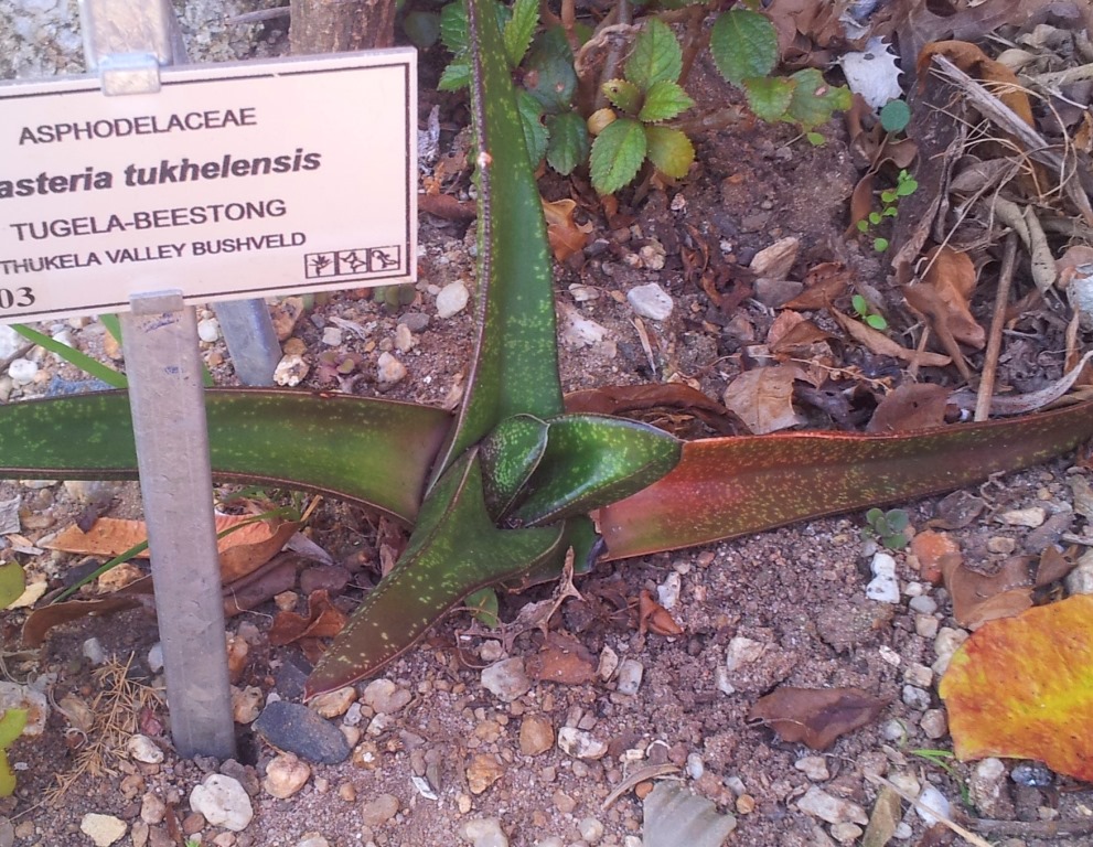 Gasteria tukhelensis
