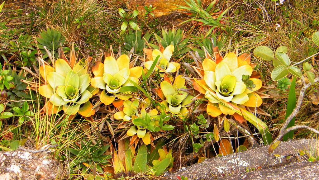 Brocchinia tatei