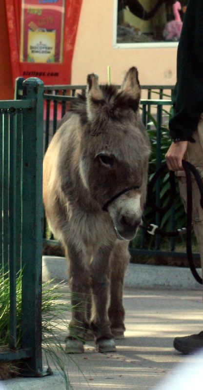 Grigio Siciliano