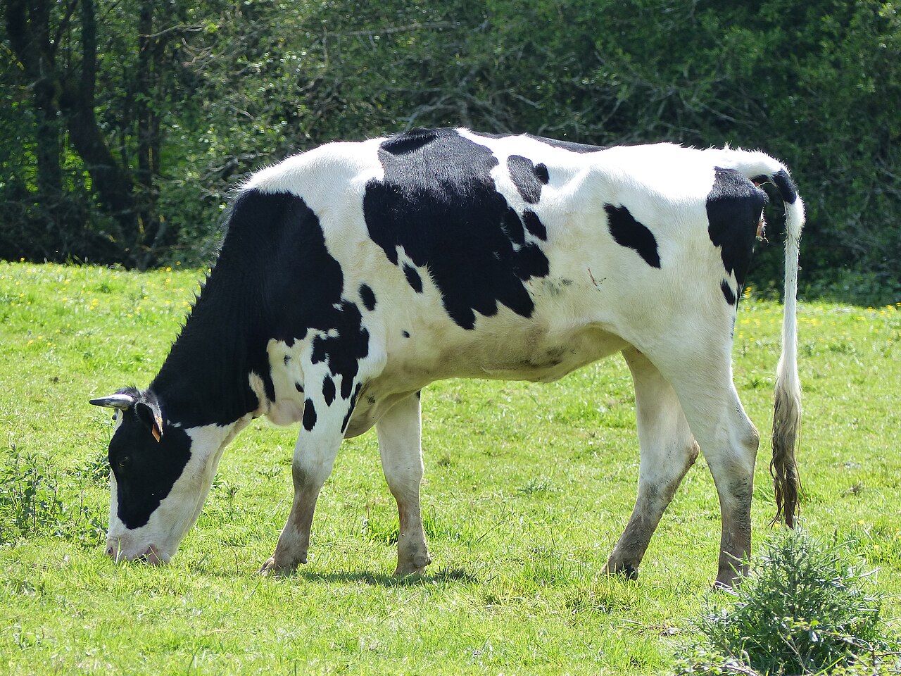 Prim'Holstein