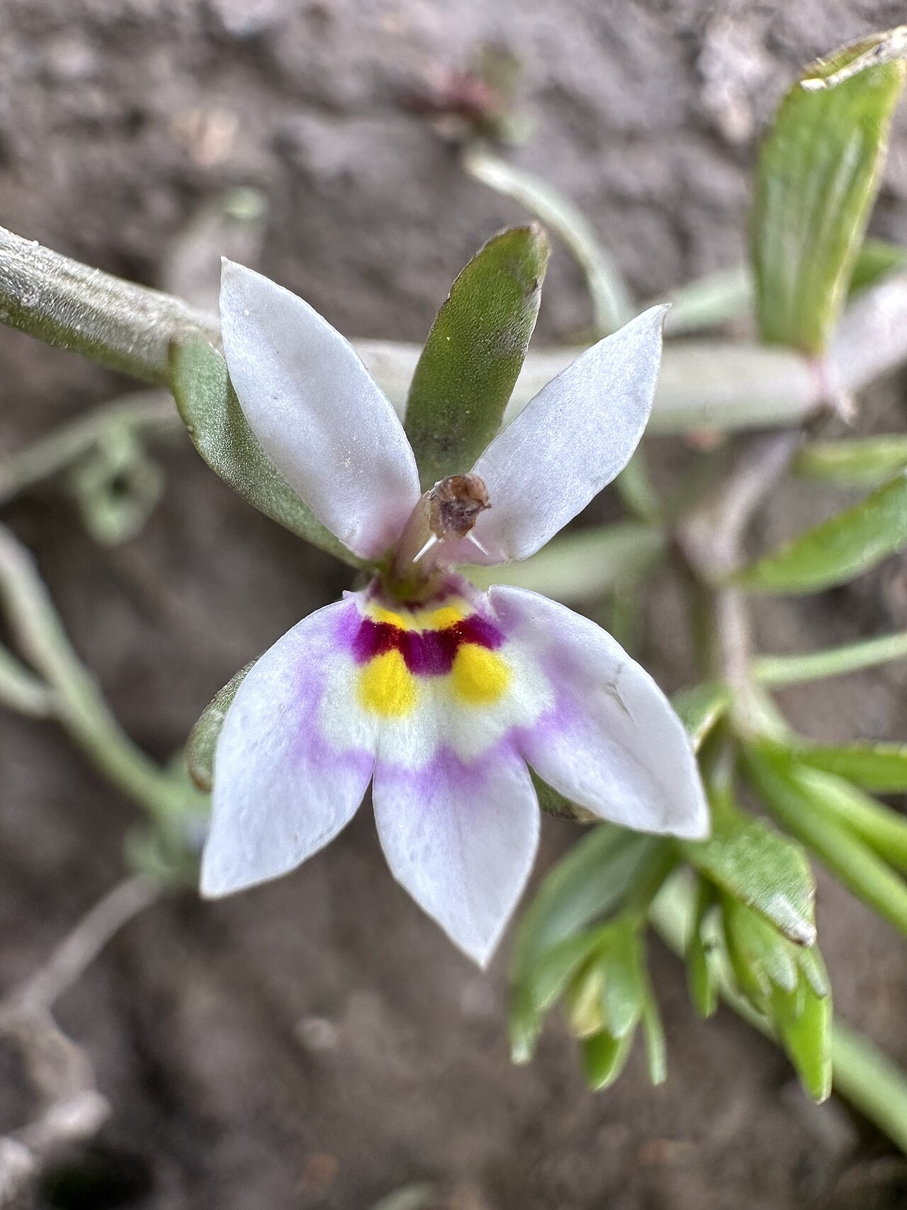 Downingia laeta