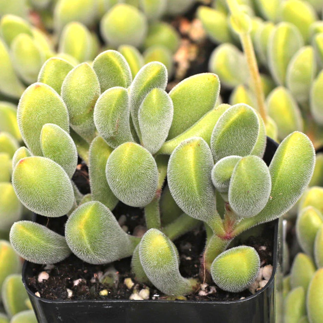 Crassula congesta
