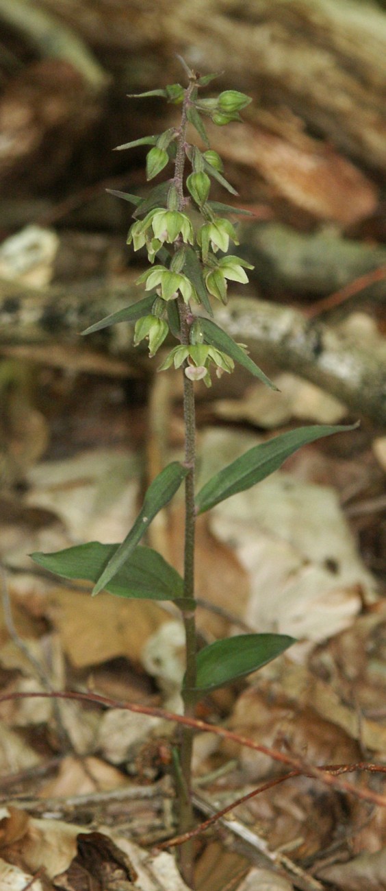 Epipactis purpurata