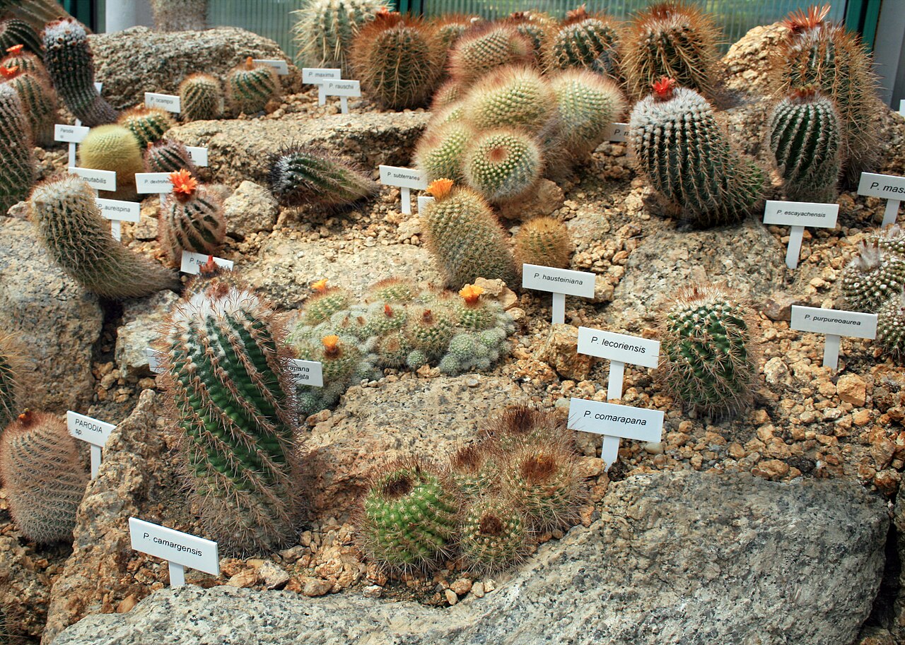 Parodia maassii