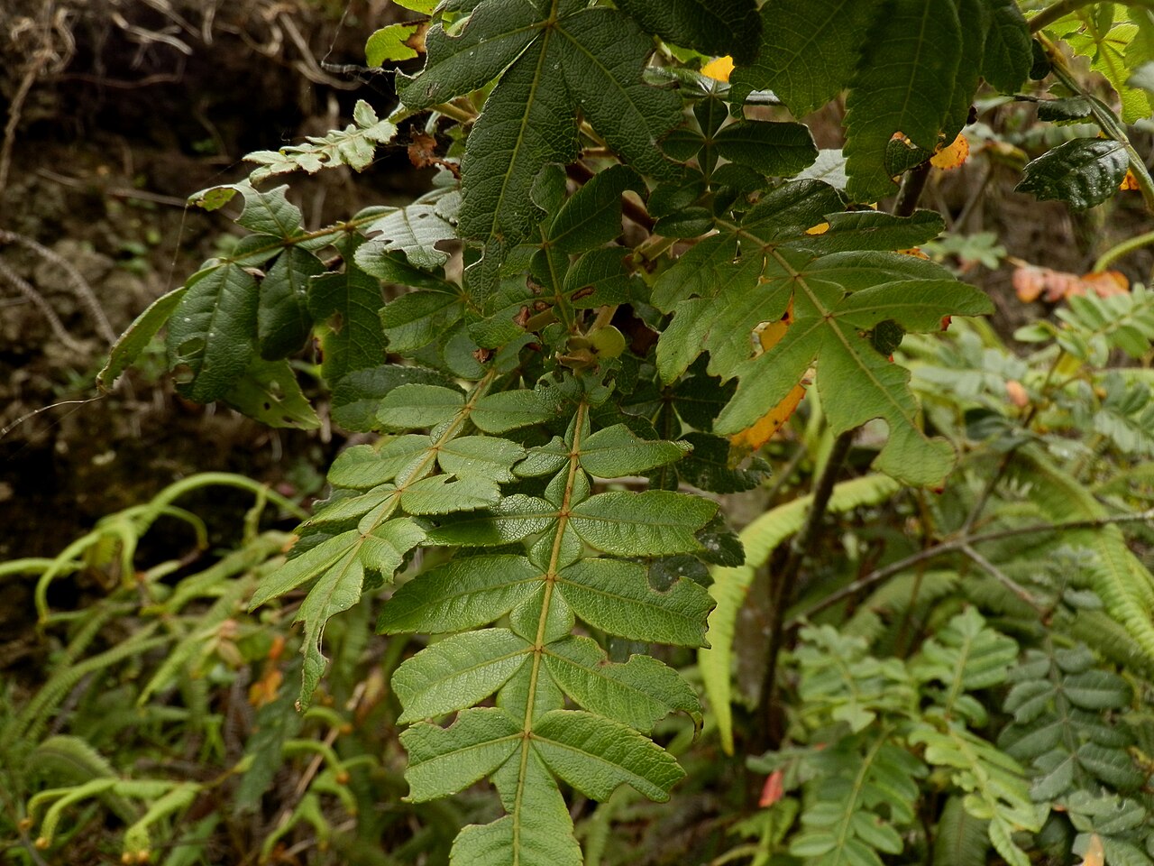 Weinmannia tomentosa