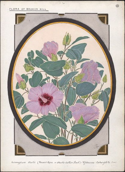 Gossypium sturtianum