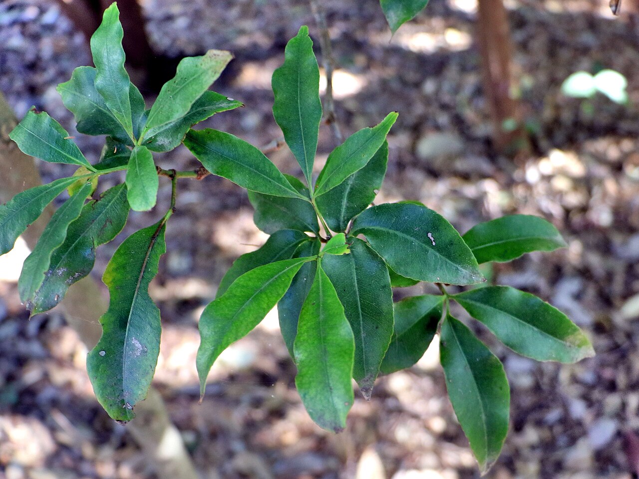 Ceratopetalum succirubrum