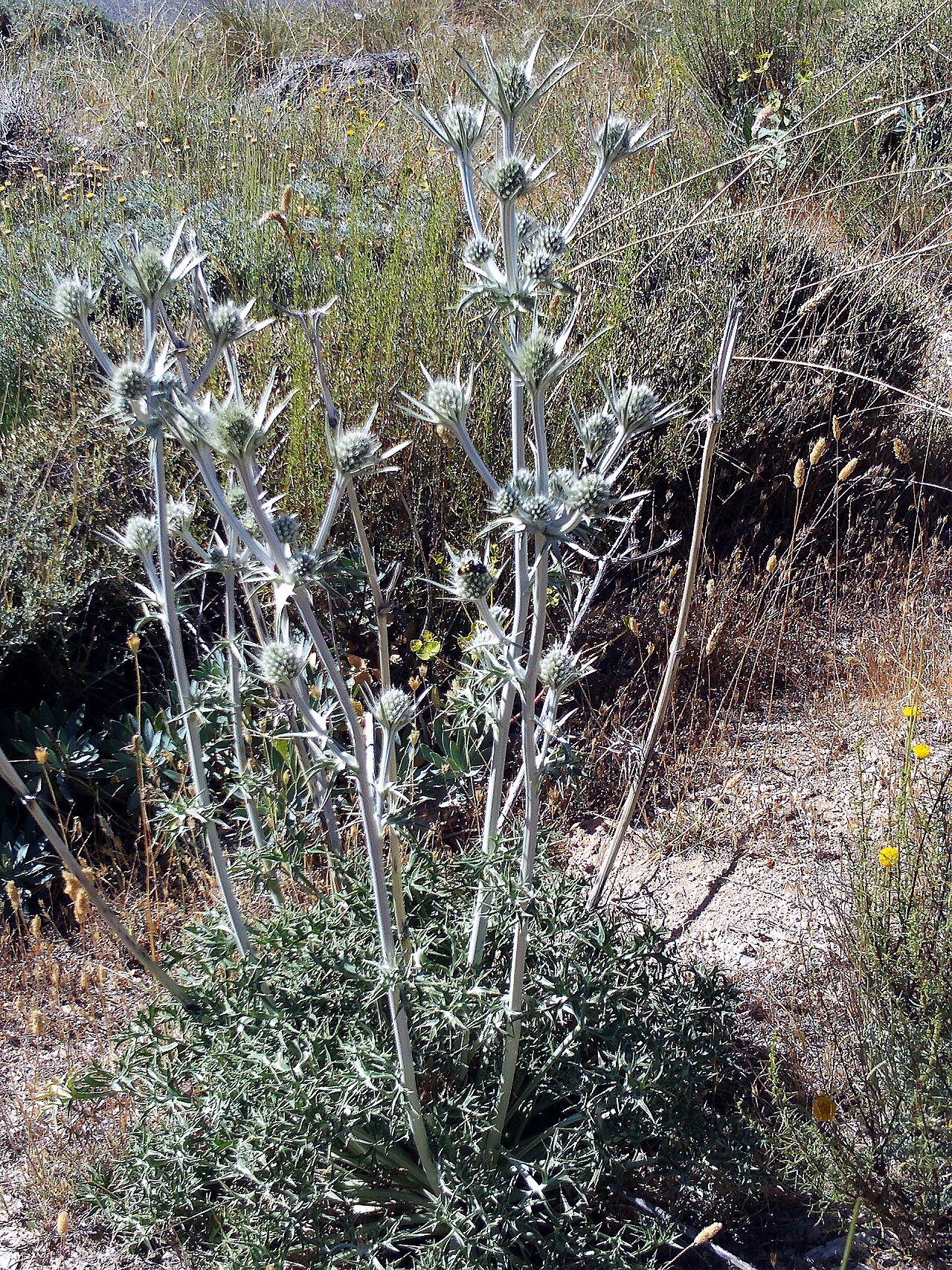 Eryngium glaciale