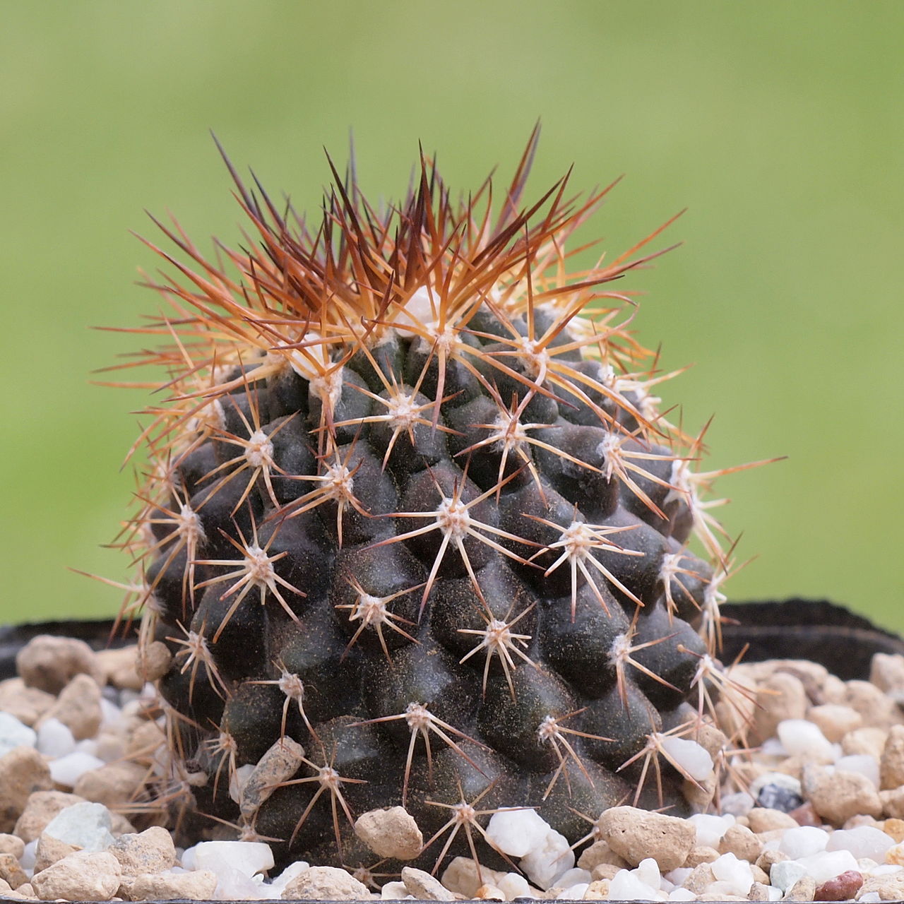 Copiapoa serpentisulcata