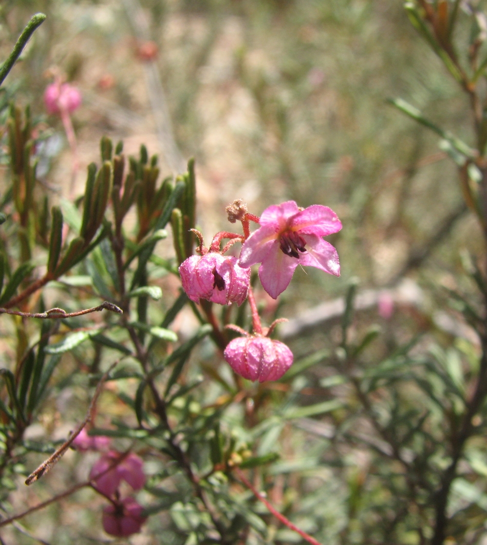 Thomasia sarotes