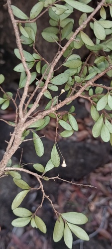 Austromyrtus horizontalis