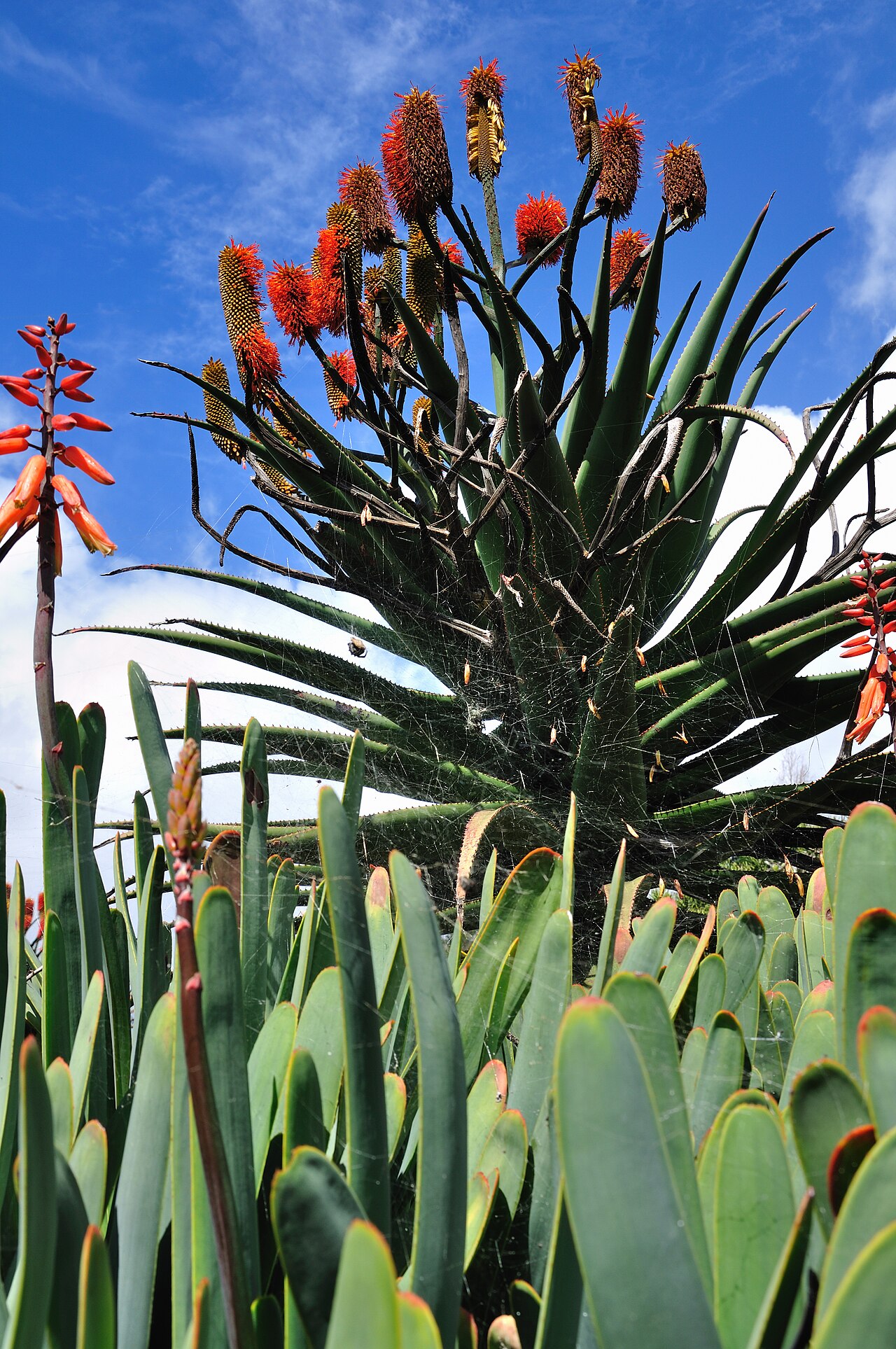 Aloe forbesii