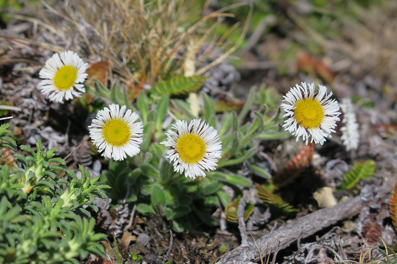 Erigeron incertus