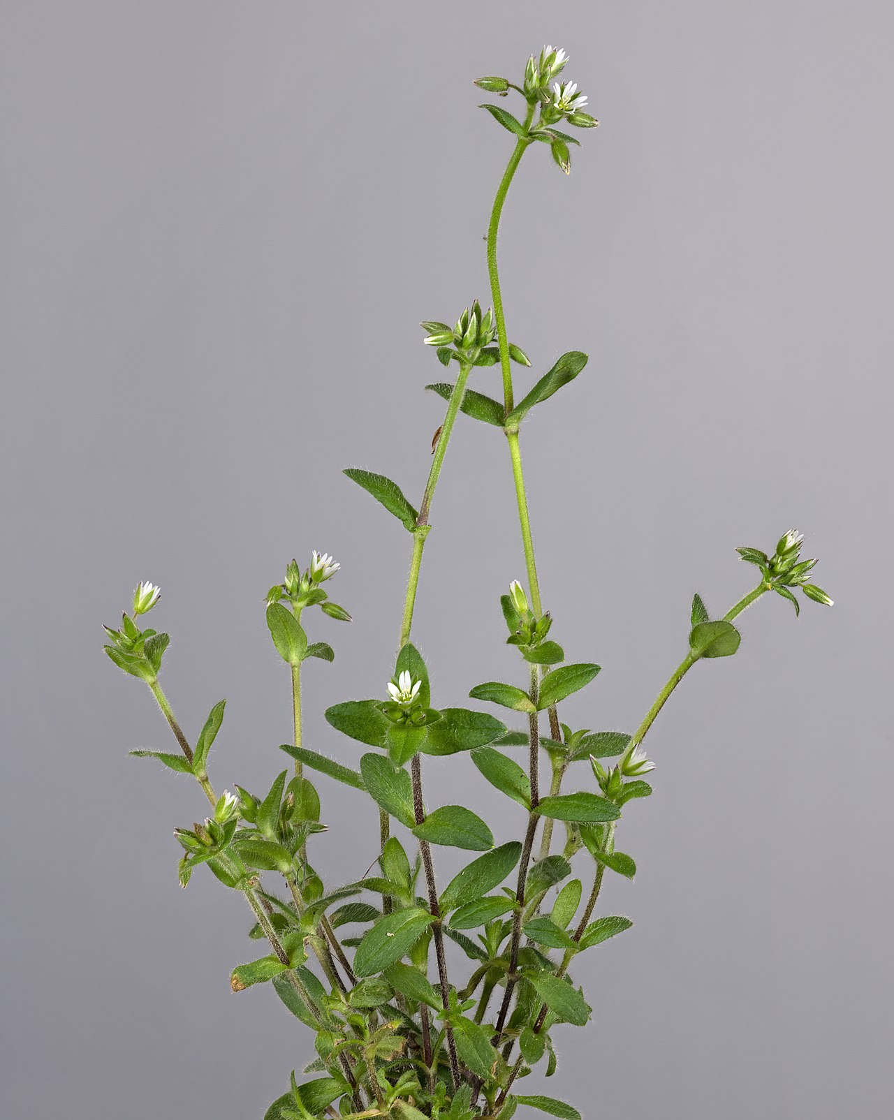 Cerastium glomeratum