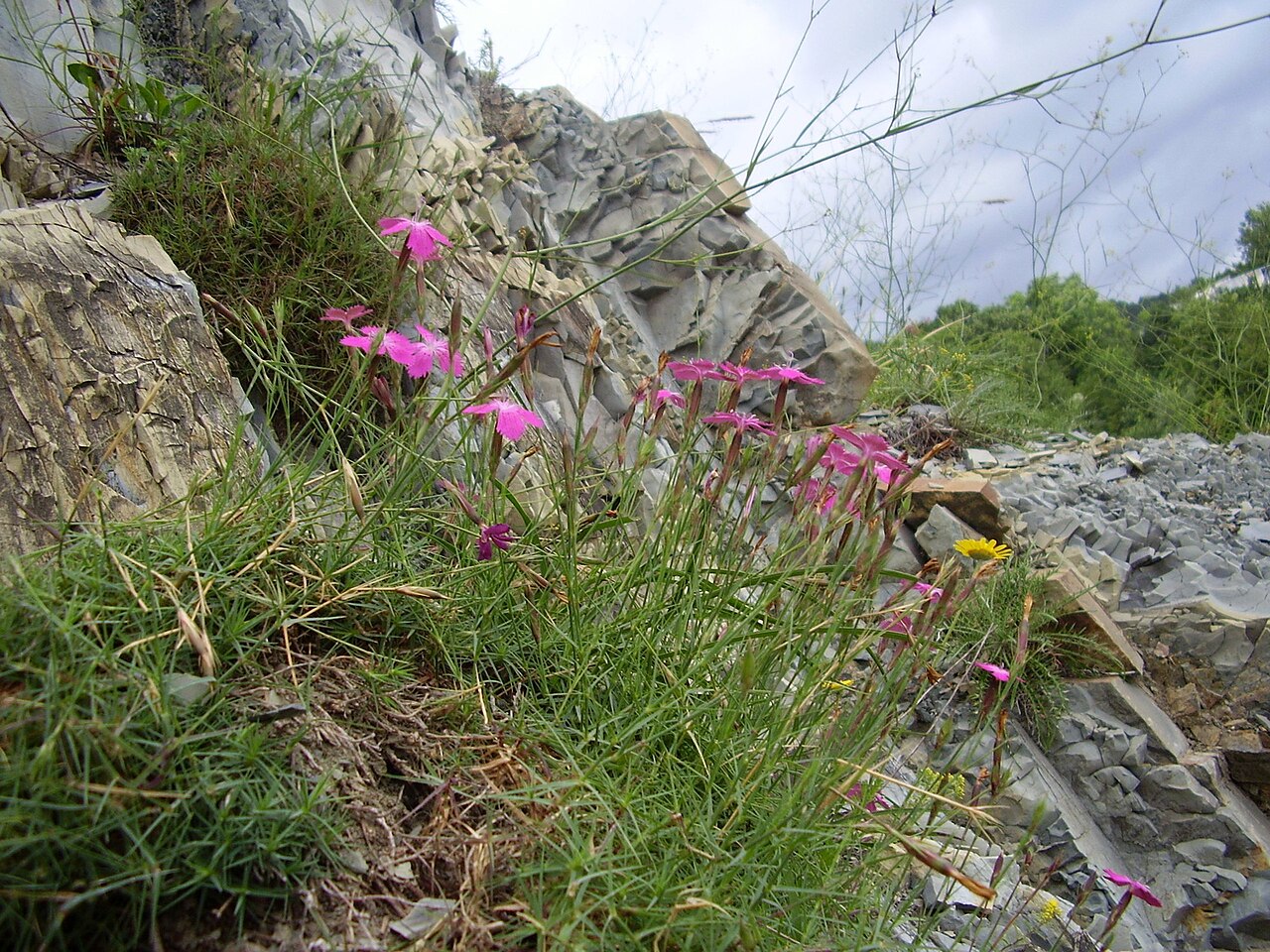 Dianthus acantholimonoides