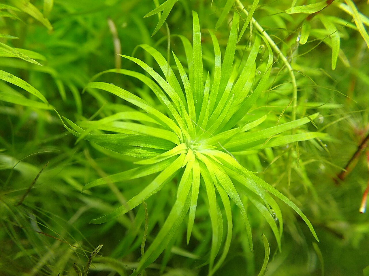 Syngonanthus anomalus