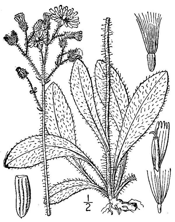 Hieracium caespitosum
