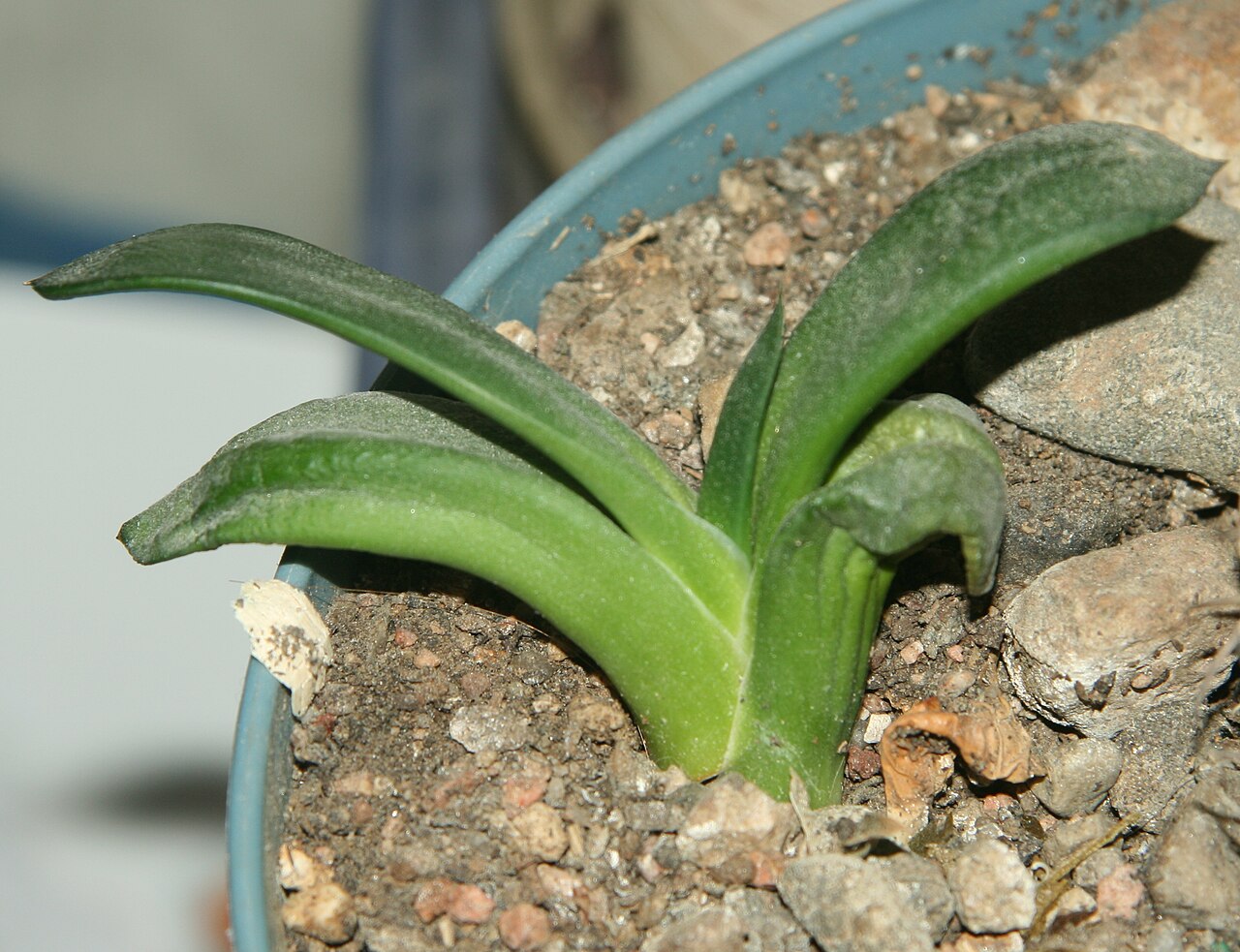 Gasteria nitida