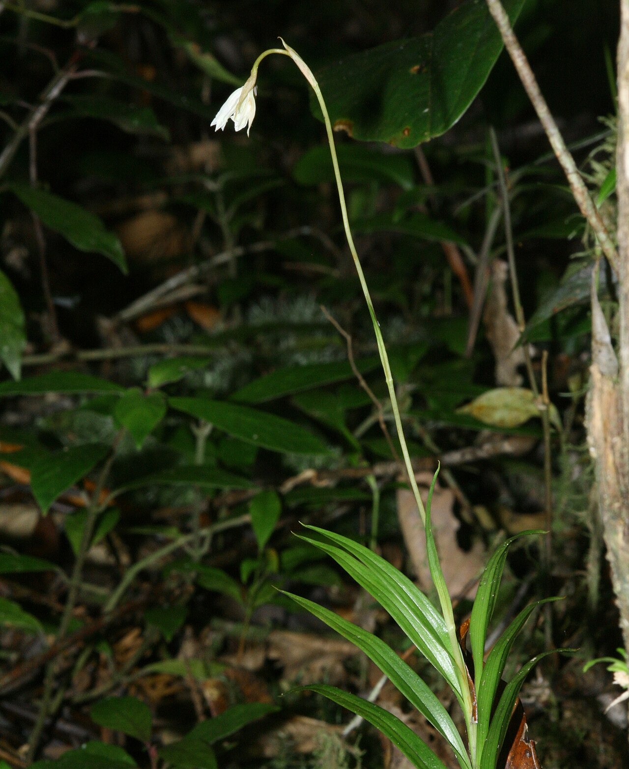 Burmannia longifolia