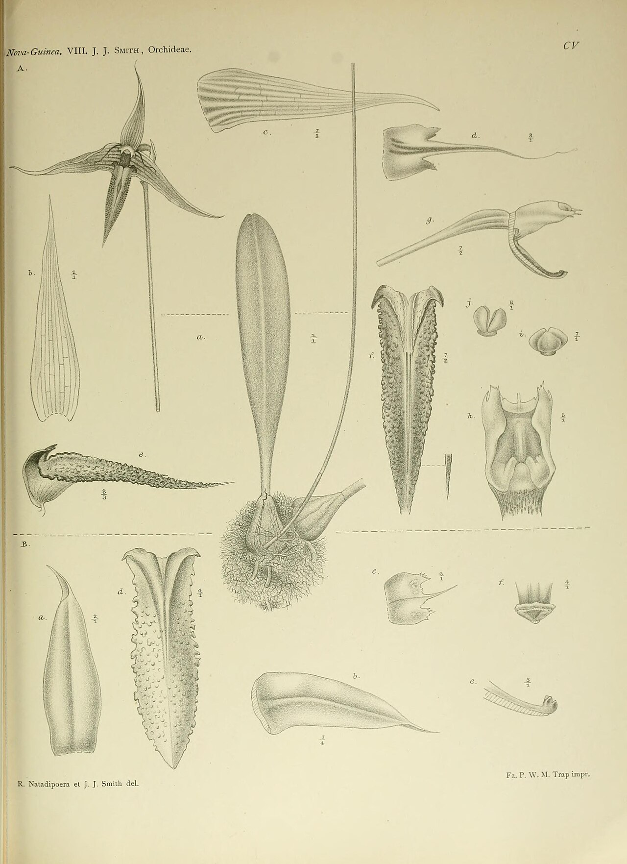 Bulbophyllum digoelense