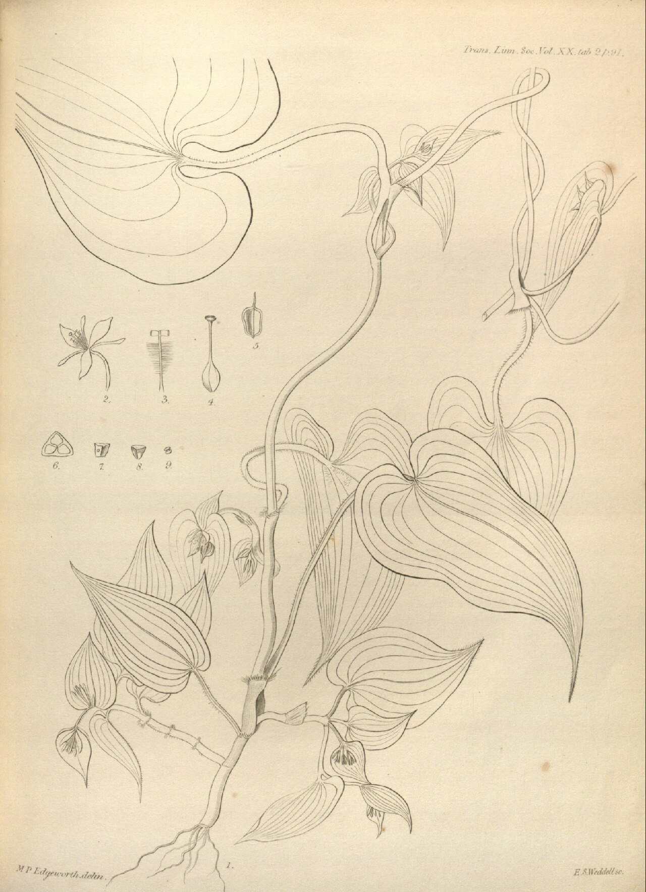 Streptolirion volubile