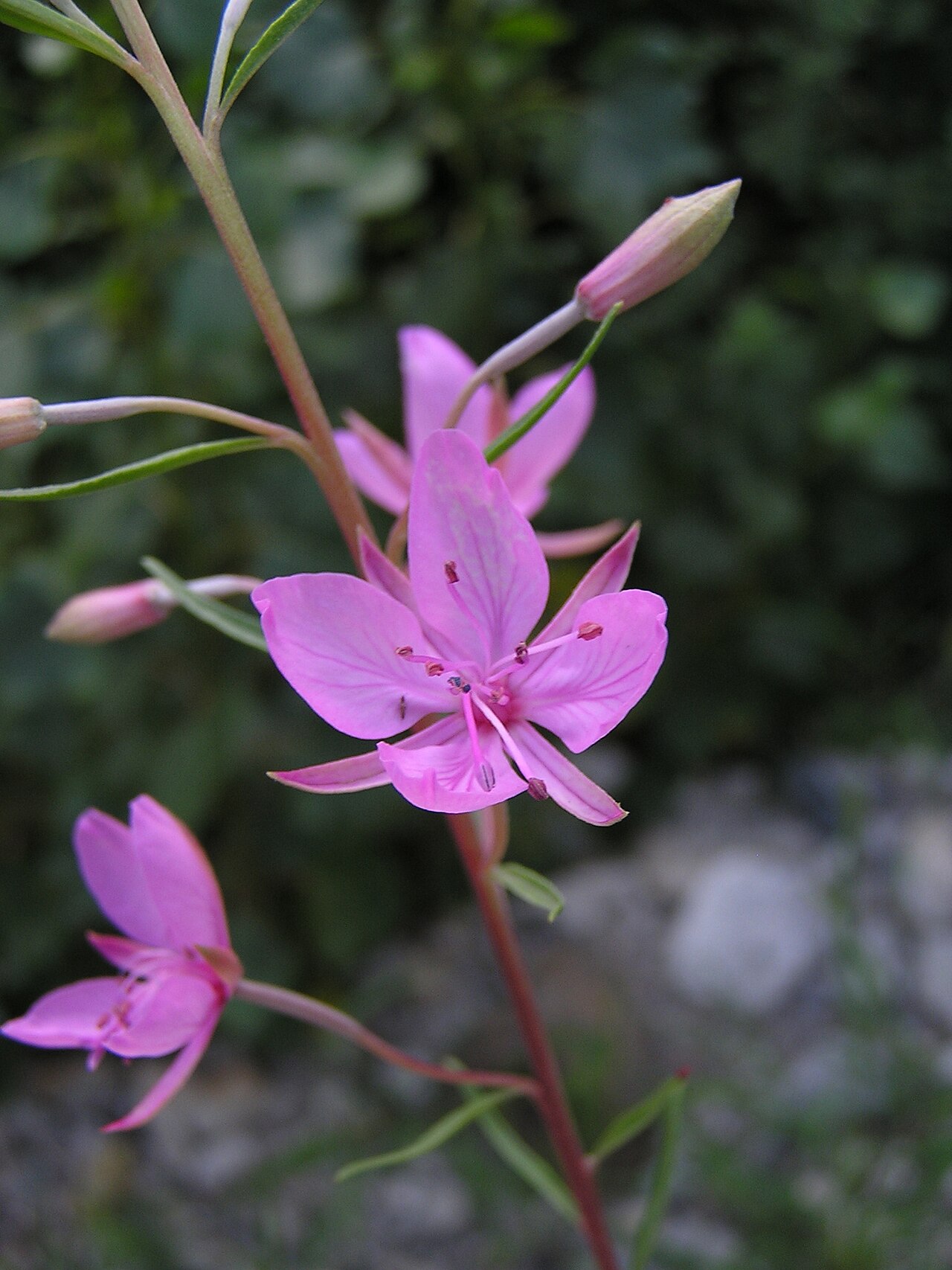 Epilobium palustre