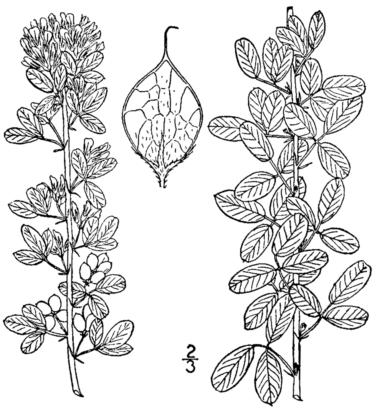 Lespedeza violacea
