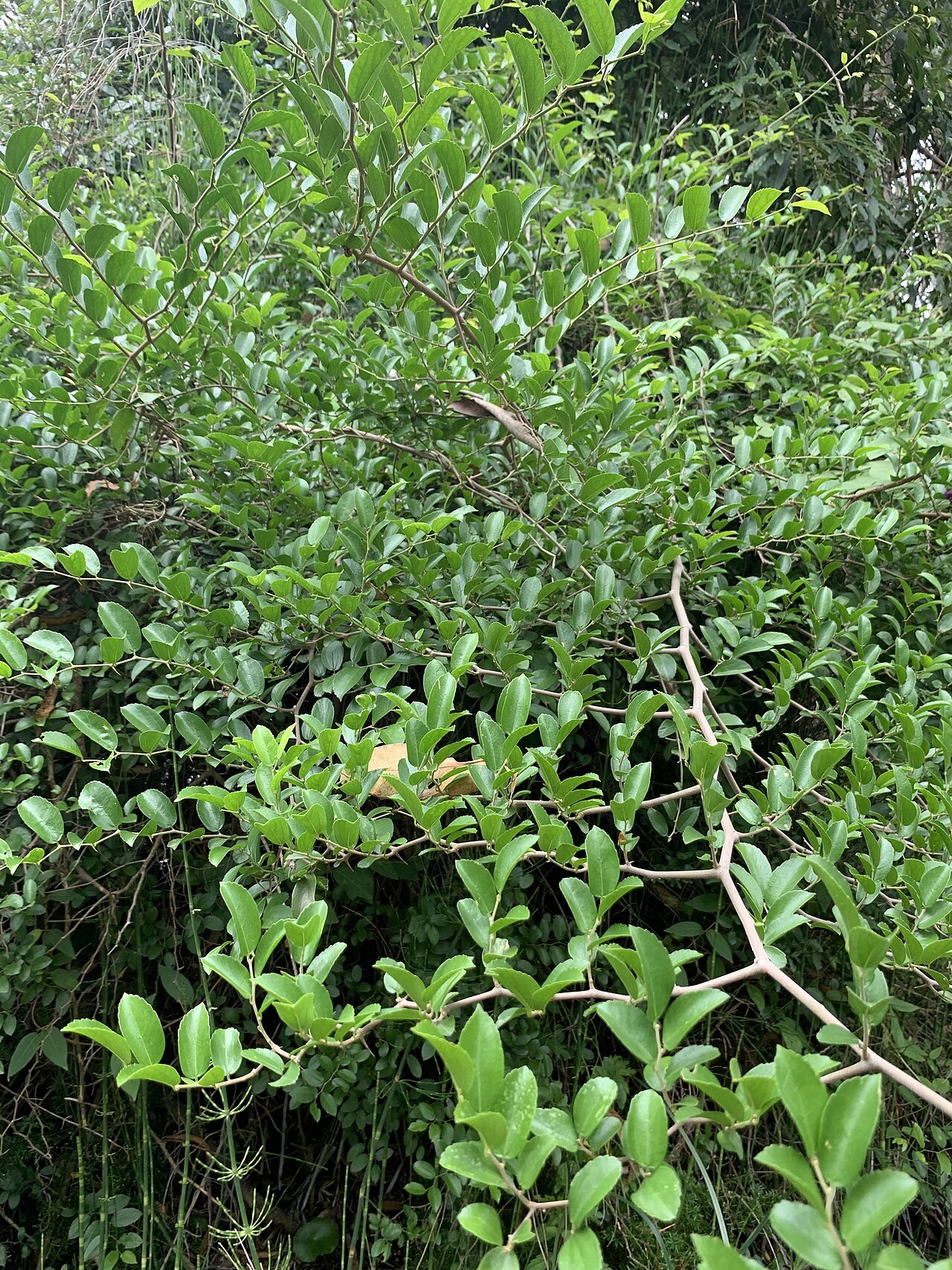 Celtis iguanaea