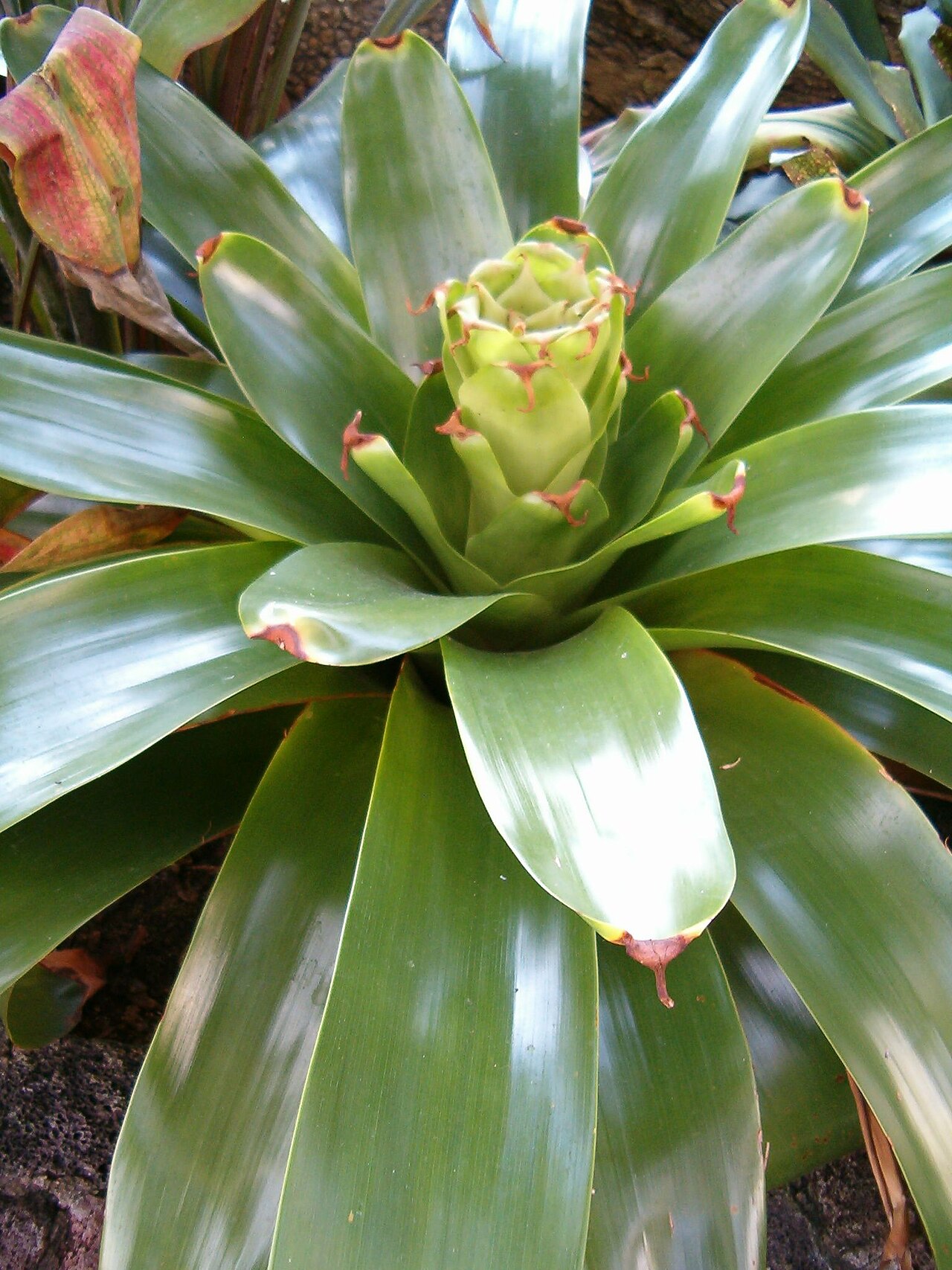 Glomeropitcairnia erectiflora
