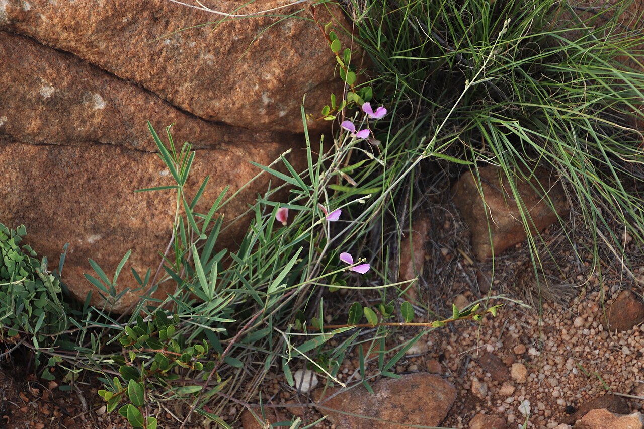 Tephrosia longipes