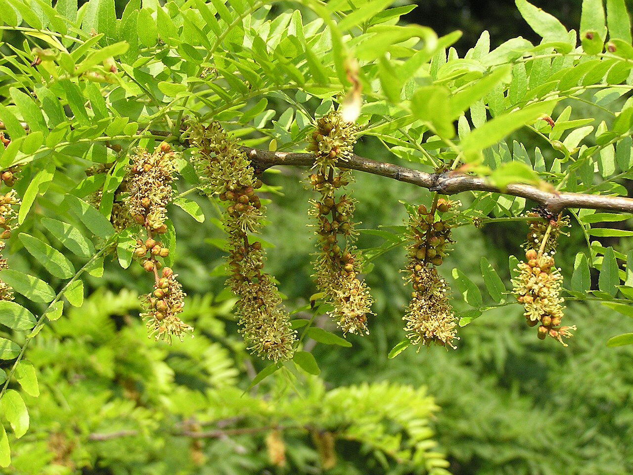 Gleditsia triacanthos