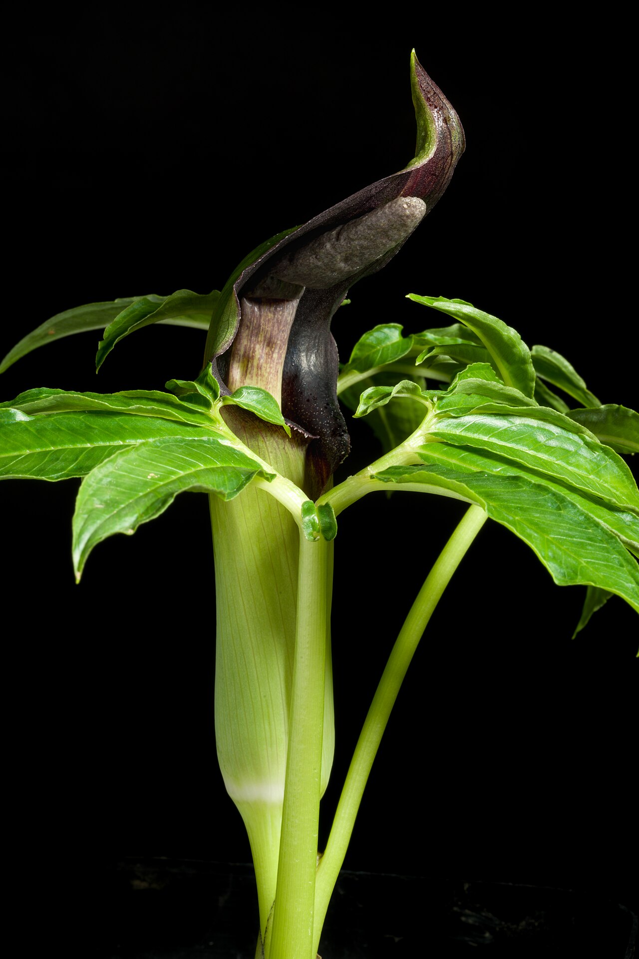 Arisaema ilanense