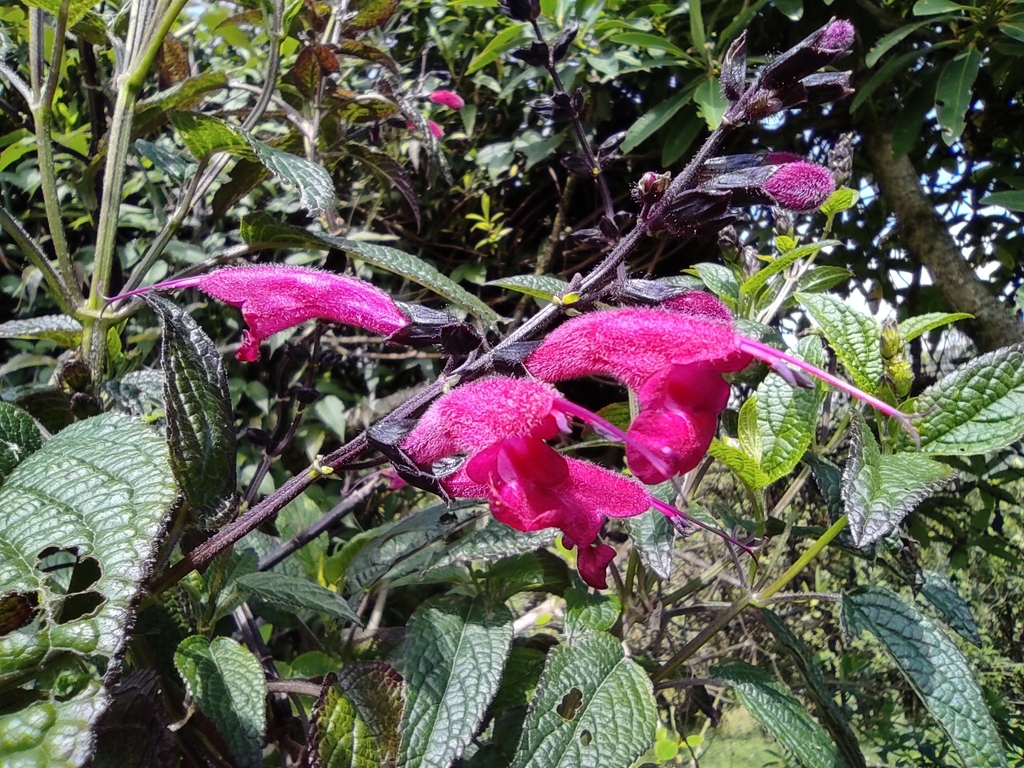 Salvia quitensis