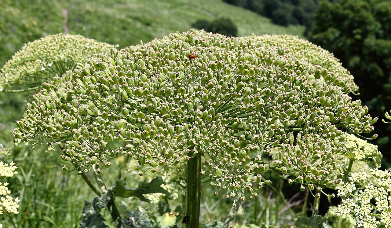 Heracleum sosnowskyi