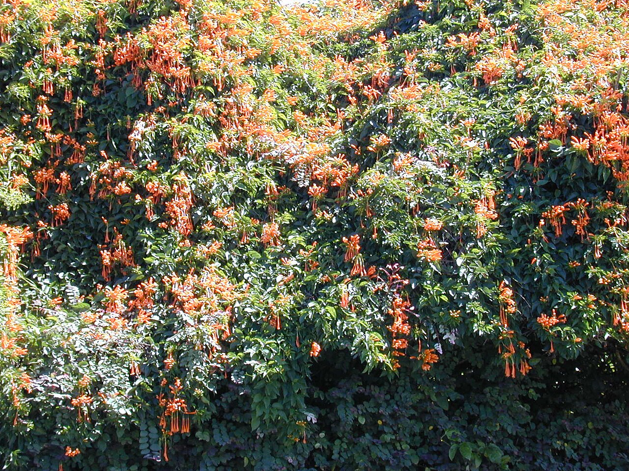 Pyrostegia venusta