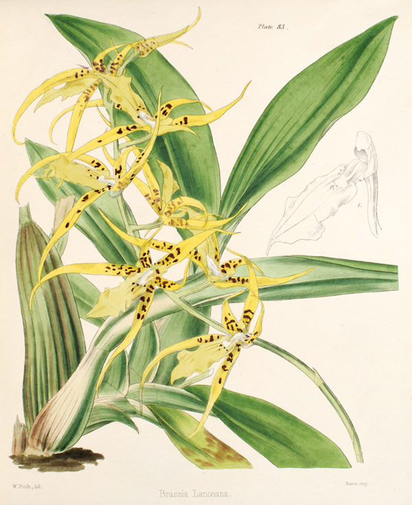 Brassia lanceana