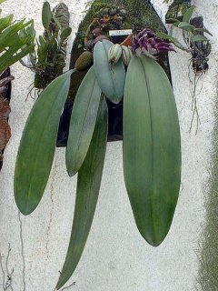 Bulbophyllum fletcherianum