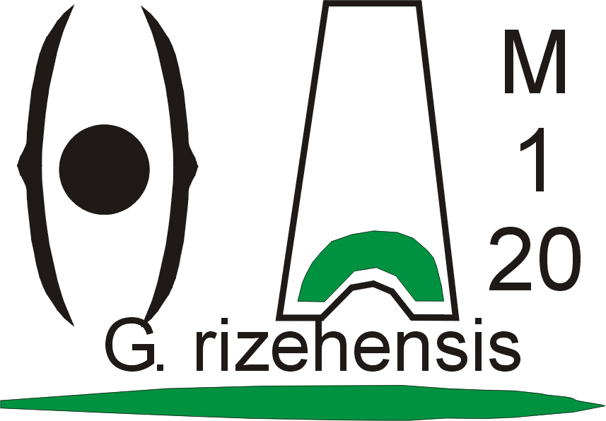 Galanthus rizehensis