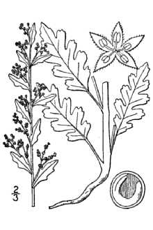 Dysphania botrys