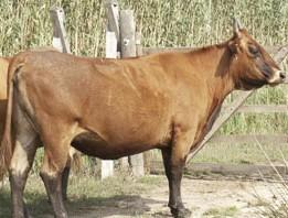 Mallorquina cattle