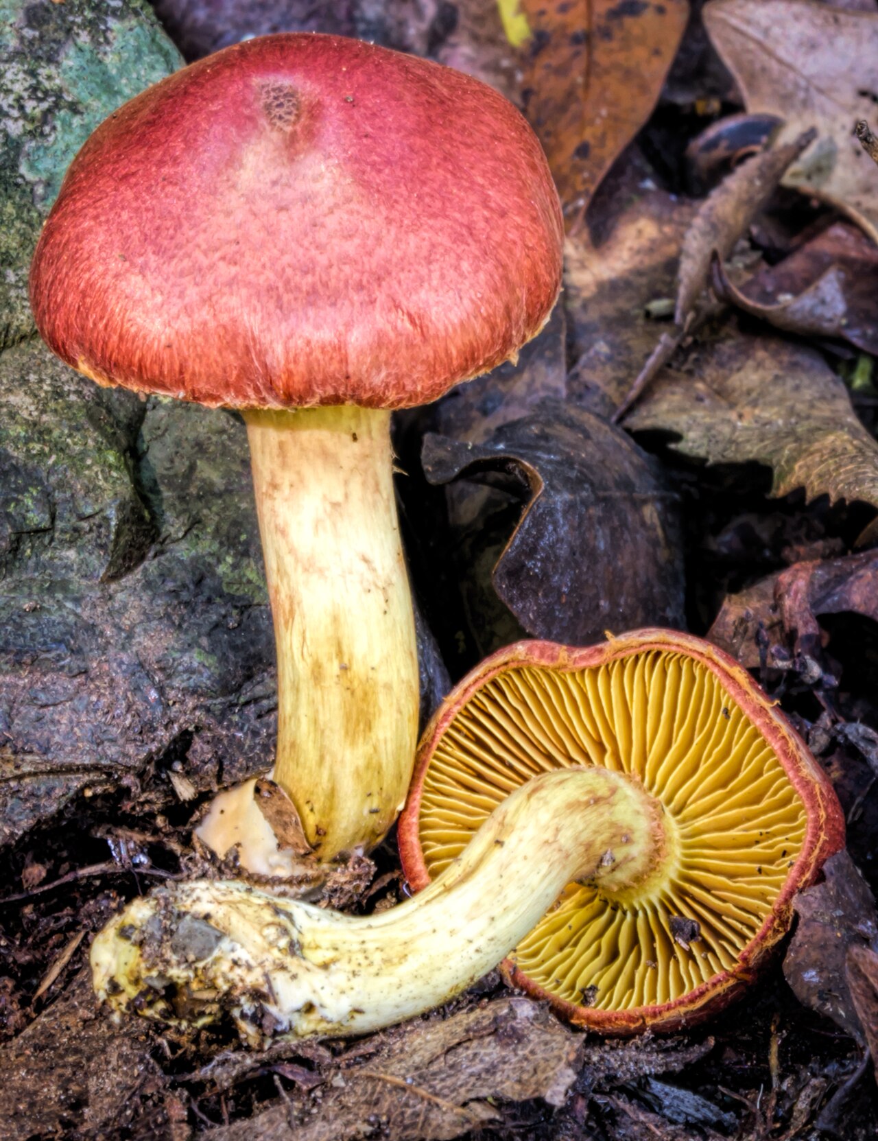 Gymnopilus crociphyllus