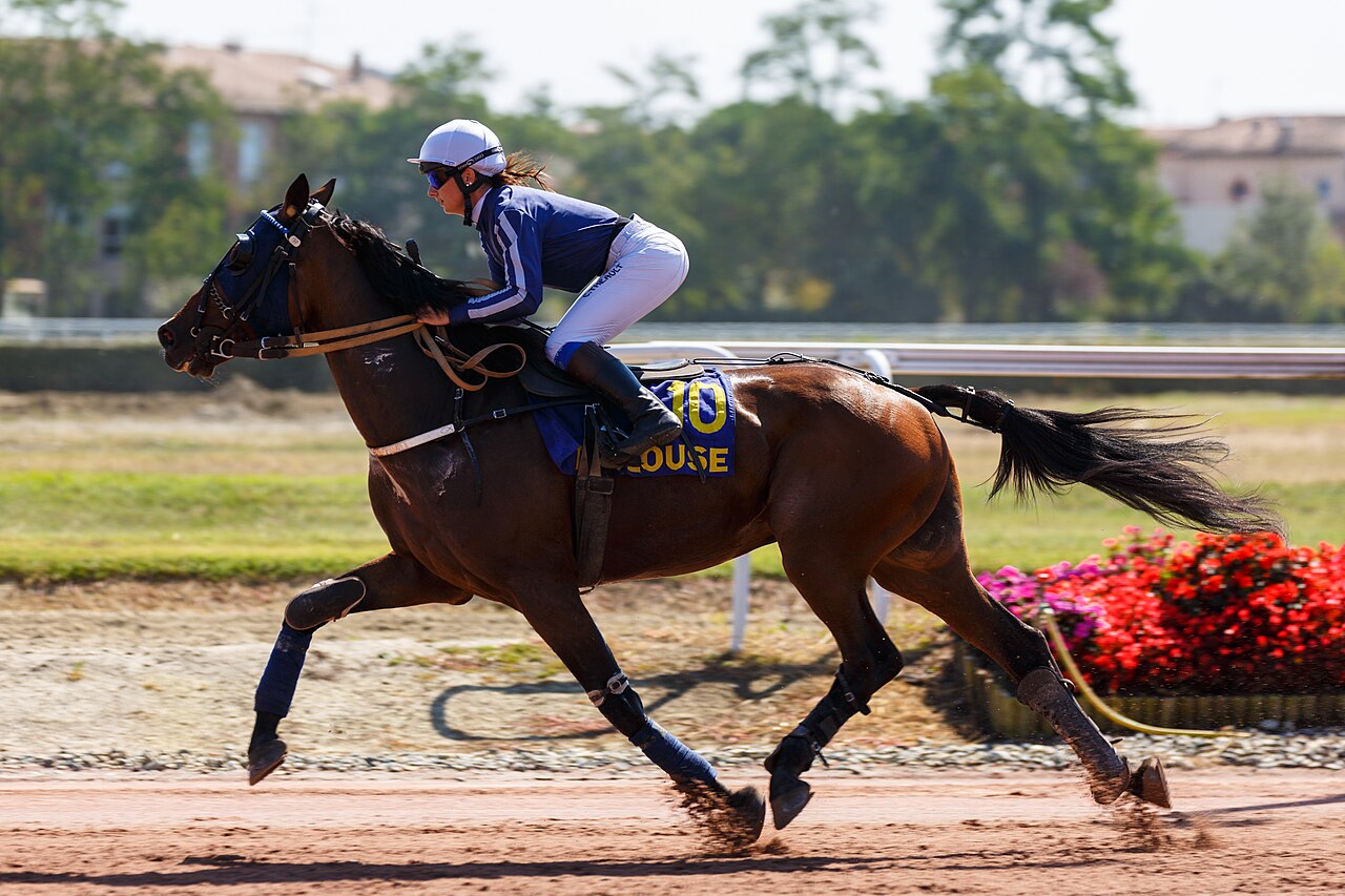 French Trotter