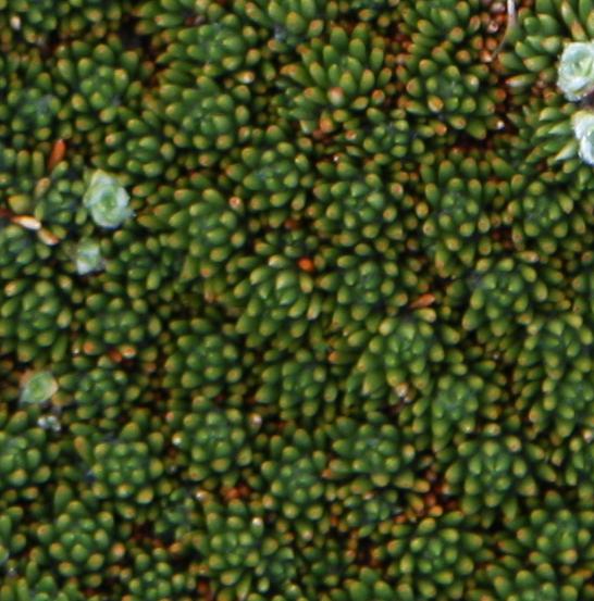 Abrotanella forsteroides