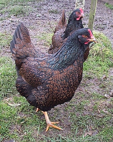 Barnevelder